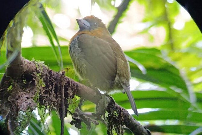 natural-history-hike-in-the-monteverde-cloud-forest