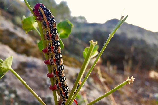 naturalistic-excursion-to-ustica