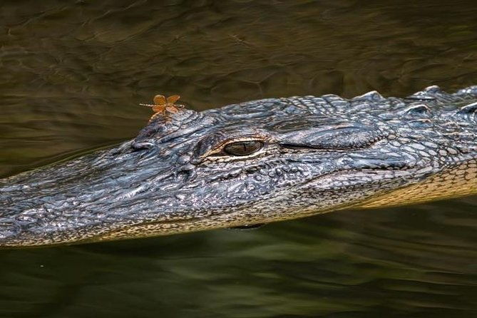 nawlins-luxury-pontoon-boat-swamp-tour-with-transportation
