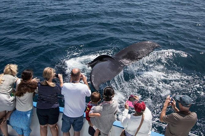 newport-beach-whale-and-dolphin-watching-cruise