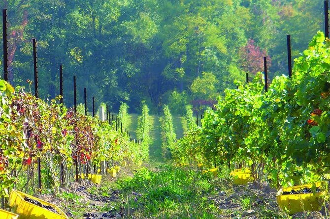 niagara-county-wine-tour-and-tasting