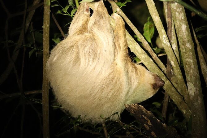 night-adventures-in-monteverde