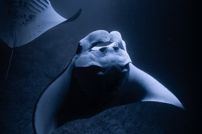 night-manta-ray-snorkel-with-videos