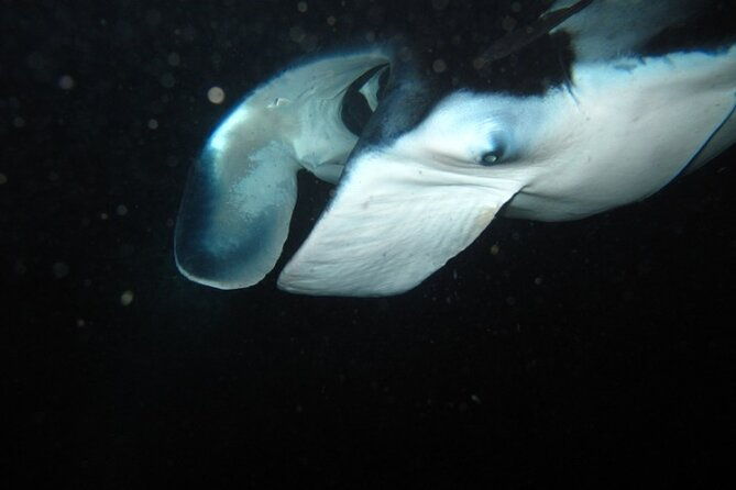 night-manta-ray-tour-departs-from-keauhou-bay