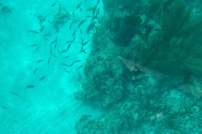 night-tour-glass-bottom-boat-in-islamorada