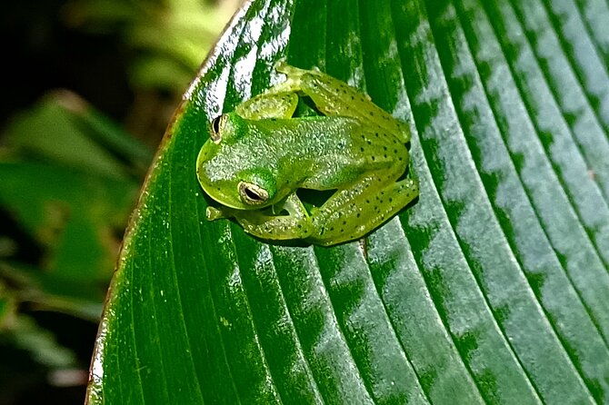 night-tour-tukas-night-walks-monteverde