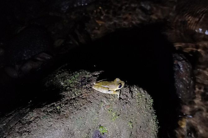 night-tours-at-the-biological-station-in-bri-bri