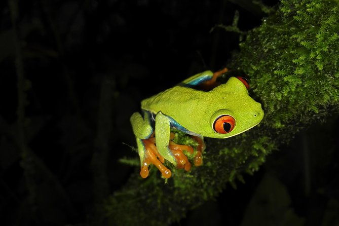 night-walk-experience-at-natura-eco-park-frogs-snakes-mammals-insects-birds