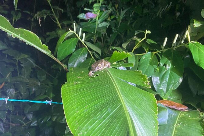 night-walk-inside-the-trails-in-tortuguero