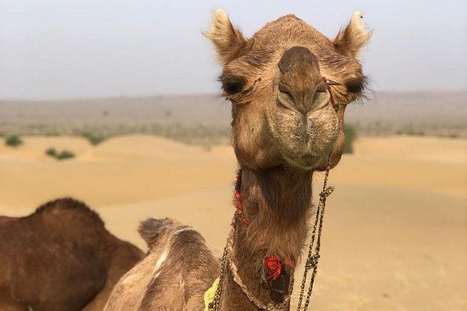 non-touristic-half-day-camel-safari-thar-desert-sunset-2