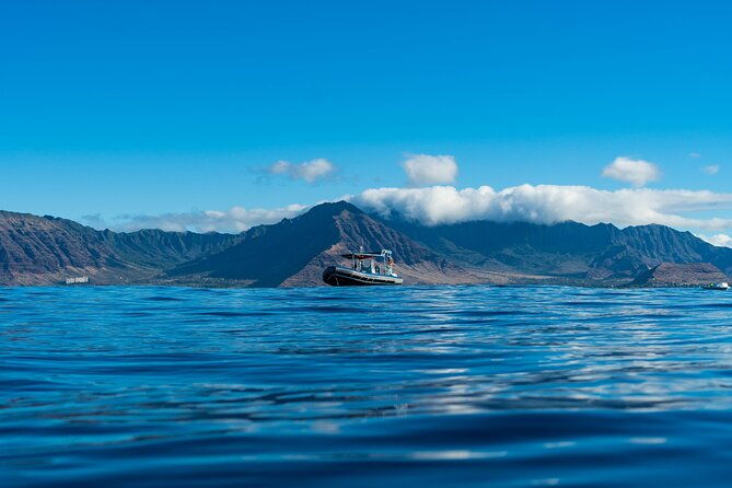 oahu-swimming-with-dolphins-speedboat-adventure
