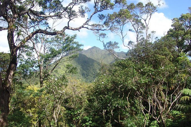 oahu-volcanic-rainforest-hiking-adventure