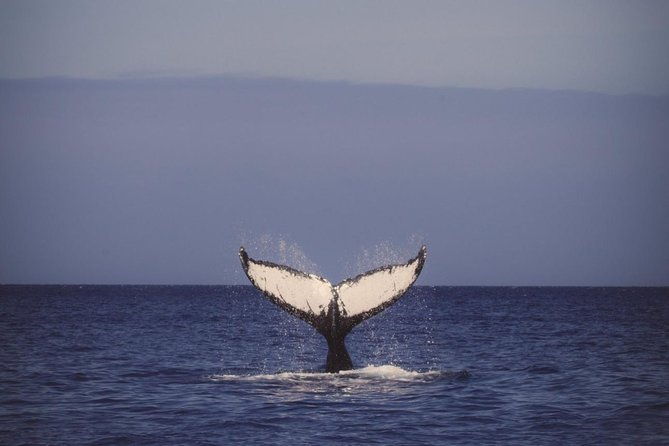 oahu-whale-watching-excursion