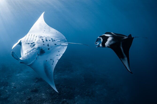 offshore-safari-adventure-in-kona-with-underwater-photos