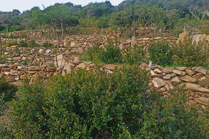 olbia-visit-a-myrtle-making-factory-with-tasting