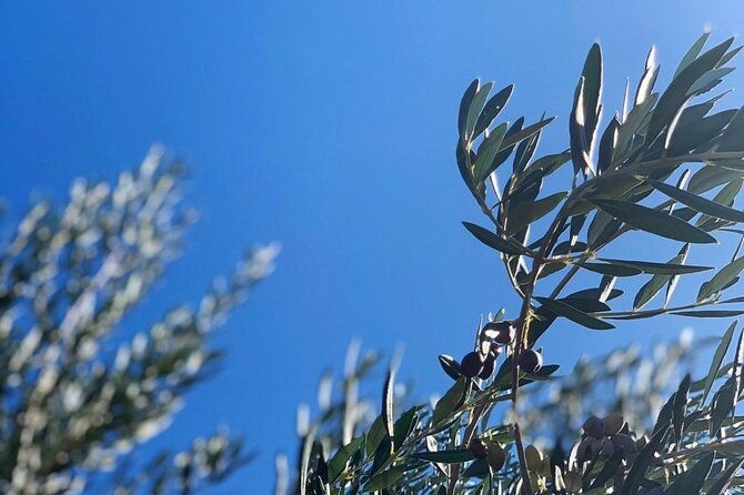 olive-oil-cheese-and-wine-tasting-with-local-expert-2