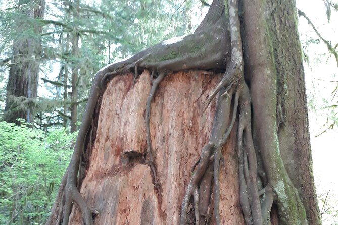 olympic-peninsula-and-forest-tour-2