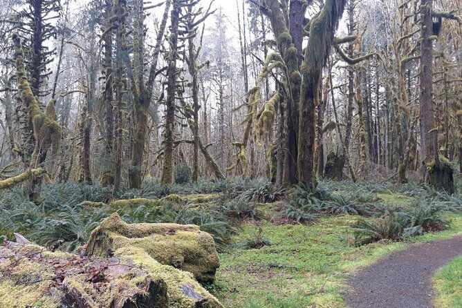 olympic-peninsula-and-forest-tour