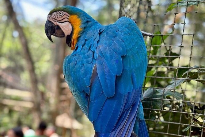 one-day-tour-brazilian-falls-macuco-safari-and-bird-park
