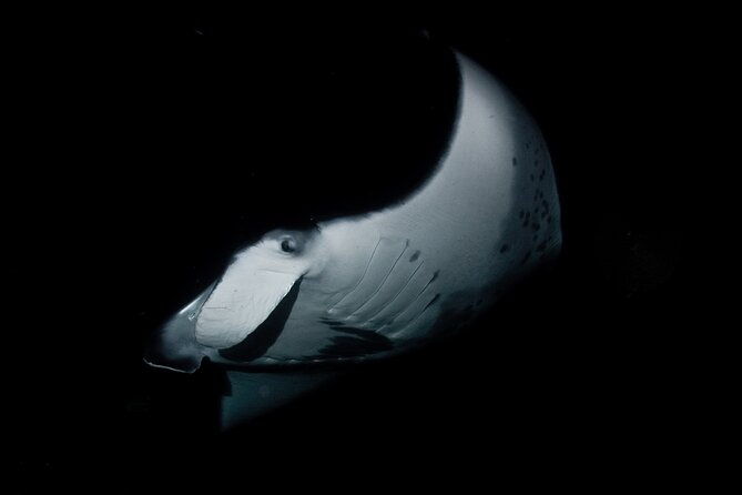 one-tank-manta-night-dive-and-snorkel-2