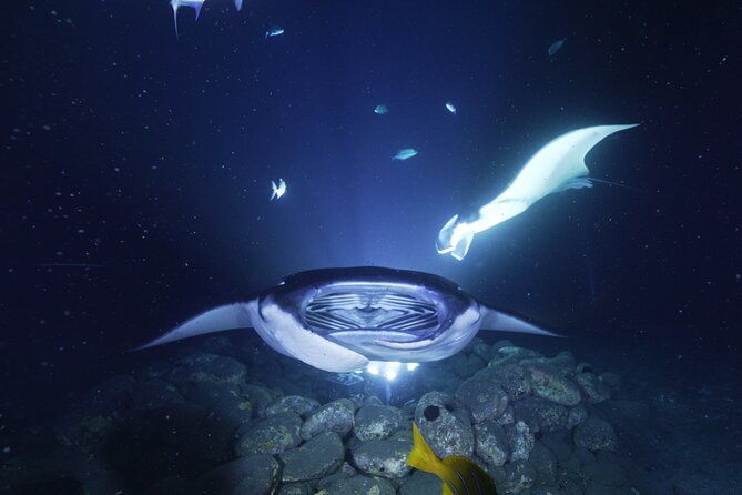 one-tank-manta-night-dive-and-snorkel