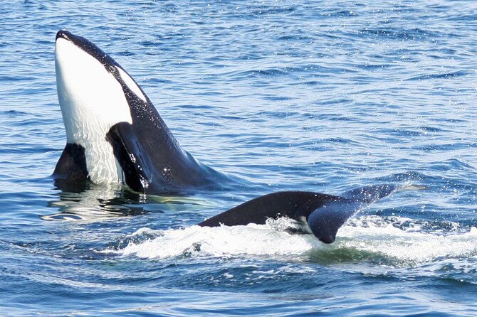 only-wildlife-and-whale-watching-tour-leaving-from-seattle