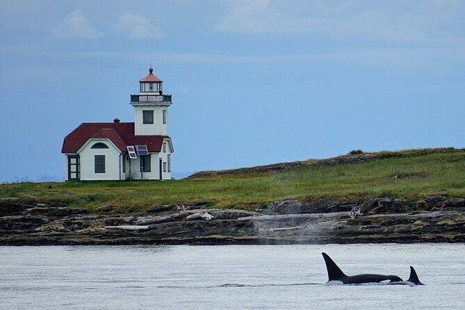 orca-whale-tour-near-seattle