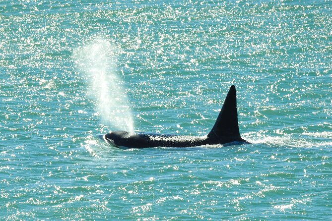 orcas-private-tour-puerto-madryn-caleta-valdes-or-punta-norte