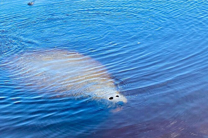ormond-beach-manatee-and-nature-tour-kayaking-or-paddle-boarding