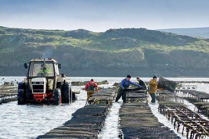 oyster-farm-and-tasting-experience