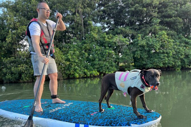paddle-board-haleiwa-with-rescue-dogs