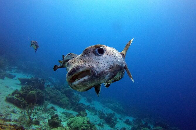 padi-discover-scuba-dive