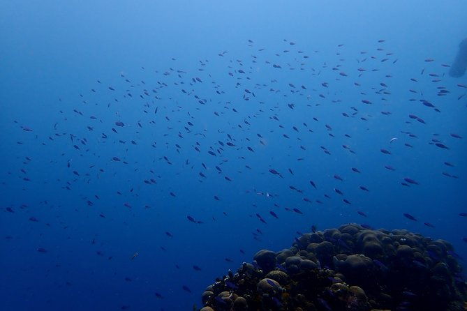 padi-open-water-diving-course