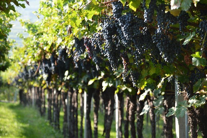 pagus-wine-tours-two-amarone-wineries-half-day-wine-tour