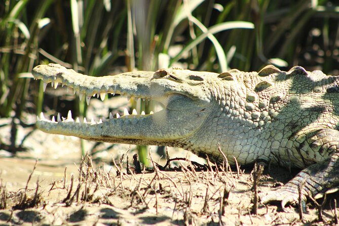 palo-verde-boat-tours-ortega