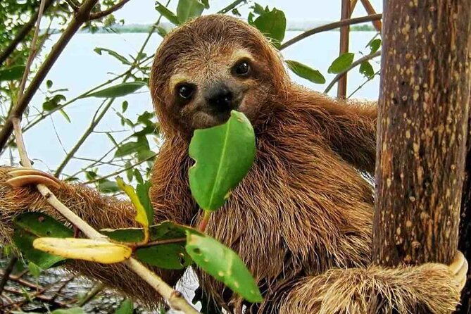 panama-eco-adventure-gatun-lake-aerial-tram-sloth-sanctuary