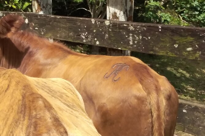 panamas-farming-region-on-horseback