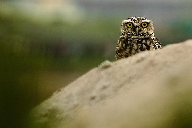 pantanos-de-villa-wildlife-refuge-tour-in-lima