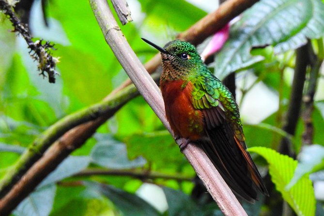 papallacta-hot-spring-guango-birdwatching-reserve-private-tour