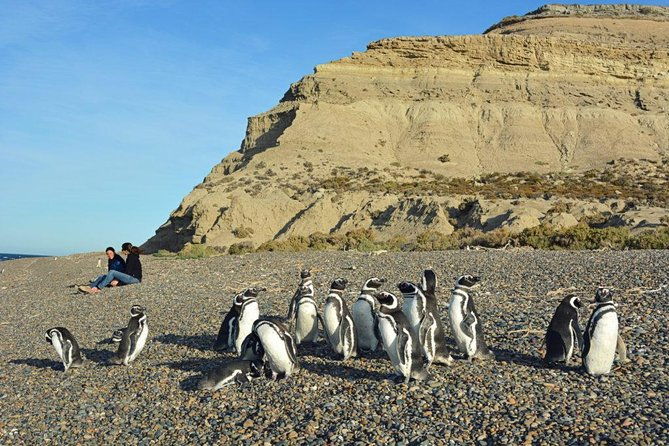 patagonia-ranch-and-el-pedral-penguin-colony-tour-from-puerto-madryn