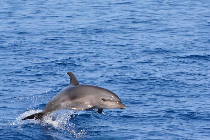 pelagic-wildlife-excursion