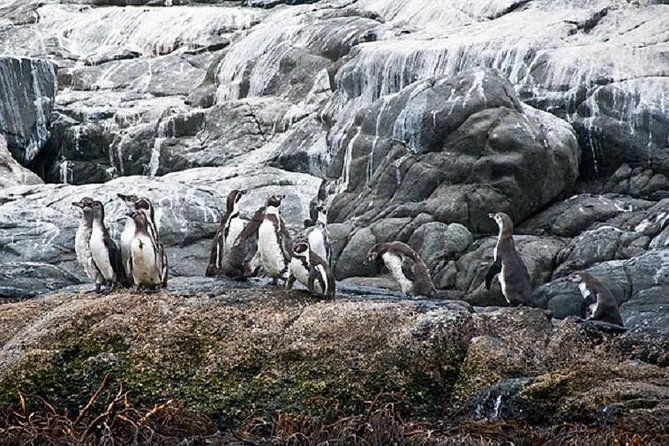 penguins-watching-navigation-cachagua-island-lunch-from-santiago