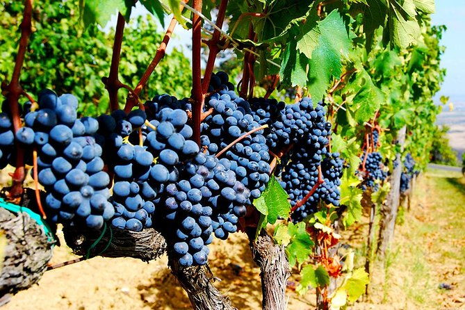 pienza-montalcino-brunello-wine-and-pecorino-cheese-private-tour-from-florence-2