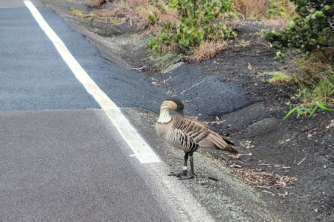 port-of-hilo-to-volcano-tour-2
