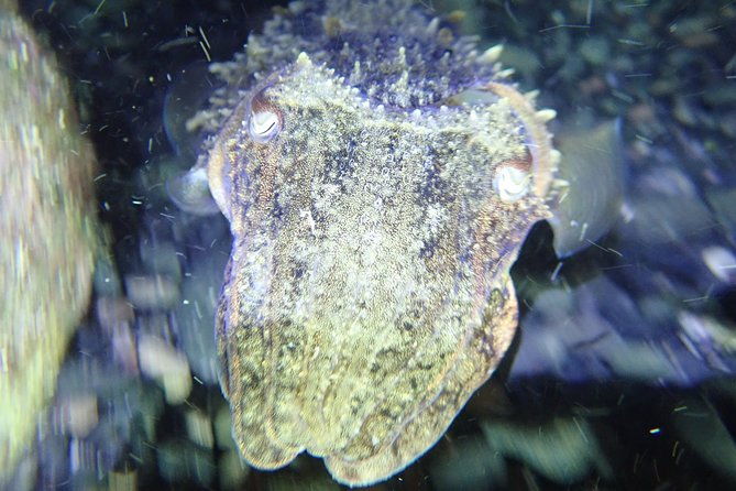 porto-santo-night-snorkeling-tour-2