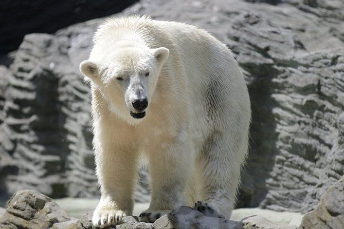 prague-zoo-admission-ticket-including-round-trip-transfer