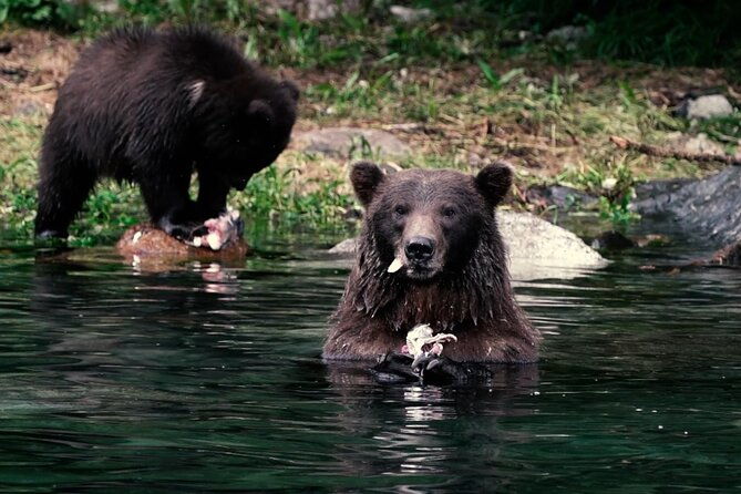 premier-whale-watching-and-wildlife-tour-2