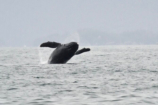 premier-whale-watching-and-wildlife-tour