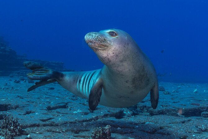 premium-afternoon-scuba-charter-for-all-certified-diver-levels