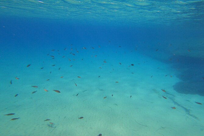 private-1-hour-guided-snorkeling-adventure-with-go-pro-pictures-2